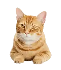 pet vector